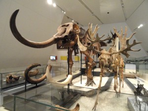 Fossil_exhibit_-_Royal_Ontario_Museum_-_DSC00137